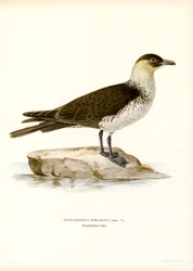 Pomarine Skua