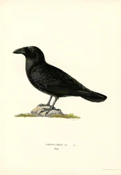 Raven