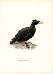Red-billed Scoter