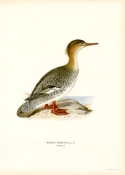 Red-breasted Merganser