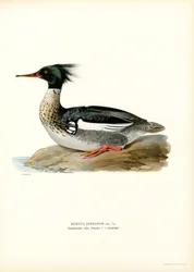Red-breasted Merganser