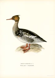 Red-breasted Merganser