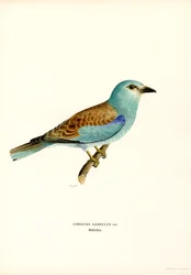 Roller