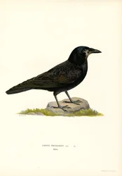 Rook