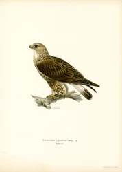 Rough-legged Buzzard