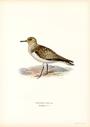 Sanderling