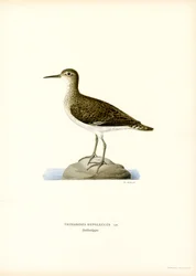 Sandpiper