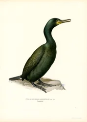 European shag