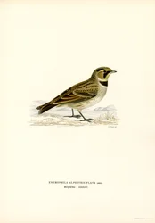 Shore Lark