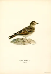 Skylark