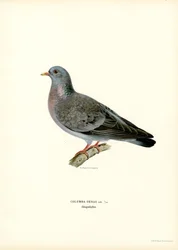Stock Dove