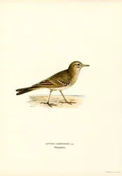 Tawny Pipit