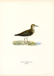 Temminck