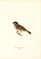 Tree Sparrow