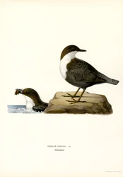 Water Ouzel
