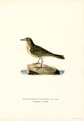 Water Pipit