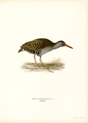 Water Rail