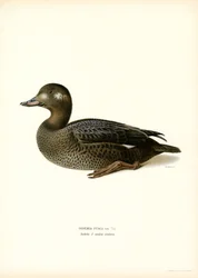 White-winged Scoter