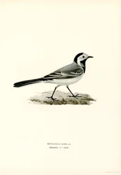 White Wagtail