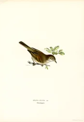 Whitethroat