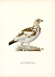 Willow Ptarmigan