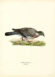 Wood Pigeon