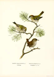 Wren