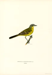 Yellow Wagtail