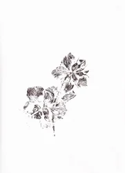 Abstract Floral Imprints