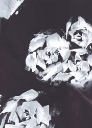 Abstract White Floral