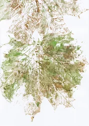Autumn Leaf Print