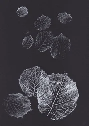 Botanical Leaf Prints