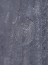 Dark Leaf Impression