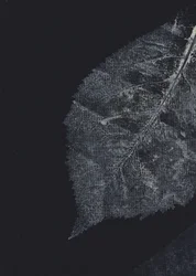 Dark Leaf Veins