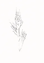 Delicate Botanical Drawing