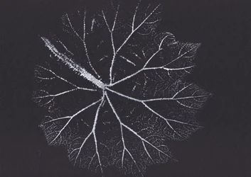 Delicate Leaf Skeleton