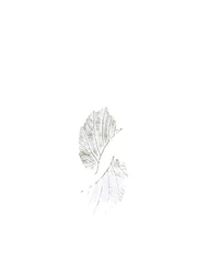 Delicate Leaf Veins