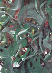 Flowing Green Abstract