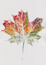 Maple Leaf