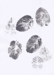 Mint Leaf Imprints