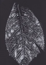 Monochrome Leaf Pattern