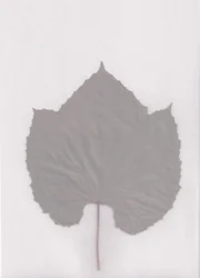 Muted Leaf Study