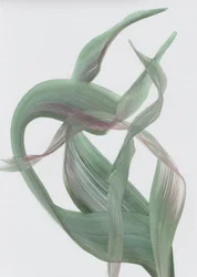Organic Flowing Ribbons