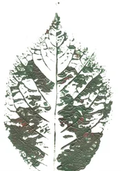 Textured Green Leaf