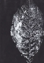 White Leaf Impression