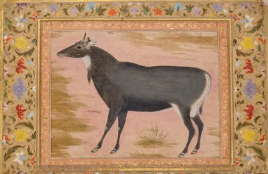 Study of a Nilgai Blue Bull, Folio from the Shah Jahan Album
