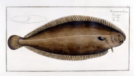 Natural History Plate: The Sole after Marc Elieser Bloch