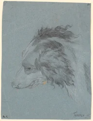 A Dog