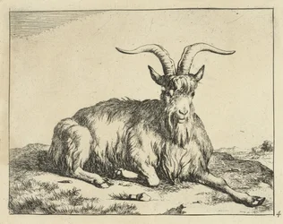 Lying Goat with Outstretched Foreleg
