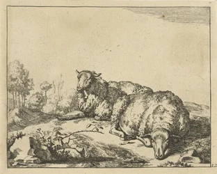 Two Sheep Lying by a Bramble